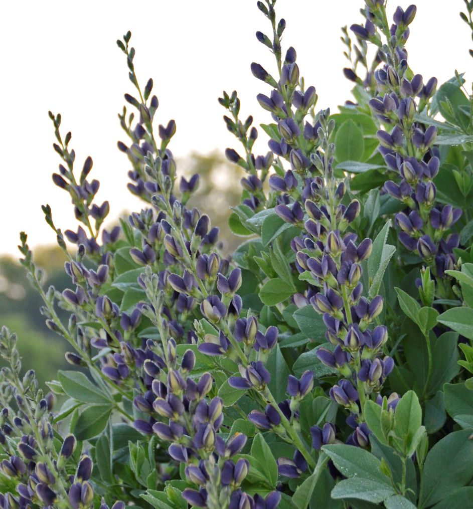 Indigo Spires False Indigo Natorp's Online Plant Store